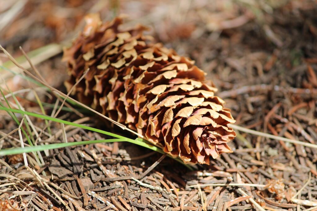 pinecone